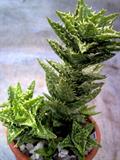 Aloe